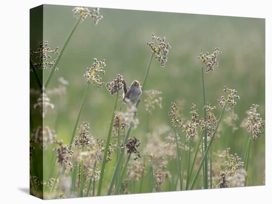 Washington State, Ridgefield National Wildlife Refuge. Marsh Wren Singing on Reed-Jaynes Gallery-Premier Image Canvas