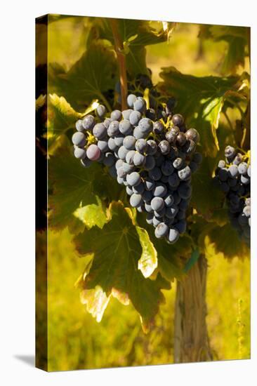 Washington State, Royal City. Grenache Grapes on the Royal Slope in the Columbia River Valley-Richard Duval-Premier Image Canvas