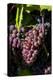 Washington State, Royal City. Pinot Gris Grapes on the Royal Slope in the Columbia River Valley-Richard Duval-Premier Image Canvas