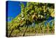 Washington State, Royal City. Riesling Grapes on the Royal Slope in the Columbia River Valley-Richard Duval-Premier Image Canvas