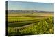 Washington State, Royal Slope. Vineyard in Washington's Columbia Valley-Richard Duval-Premier Image Canvas