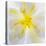 Washington State, Seabeck. Begonia Blossom Close-Up-Jaynes Gallery-Premier Image Canvas