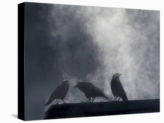 Washington State, Seabeck. Crows Backlit with Steam Coming from Sun on Roof Top-Jaynes Gallery-Premier Image Canvas