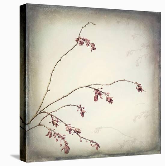 Washington State, Seabeck. Plum Tree Branch with Spring Buds-Jaynes Gallery-Premier Image Canvas