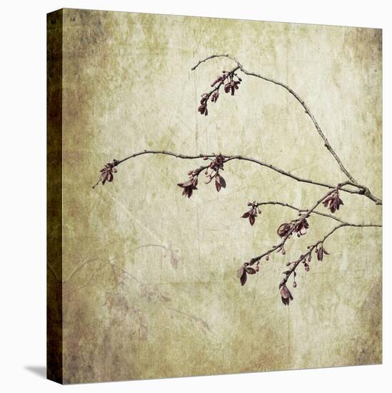 Washington State, Seabeck. Plum Tree Branch with Spring Buds-Jaynes Gallery-Premier Image Canvas