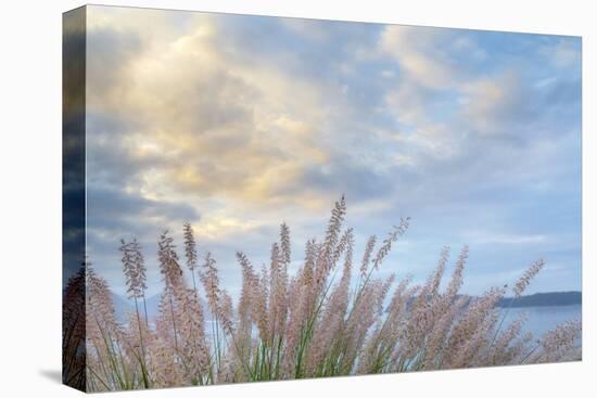 Washington State, Seabeck. Scenic of Pennisetum Ornamental Grasses-Don Paulson-Premier Image Canvas