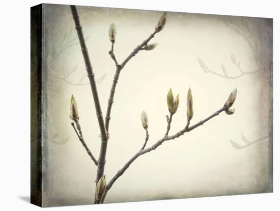 Washington State, Seabeck. Spring Buds Forming on Bigleaf Maple Tree Branch-Jaynes Gallery-Premier Image Canvas