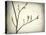 Washington State, Seabeck. Spring Buds Forming on Bigleaf Maple Tree Branch-Jaynes Gallery-Premier Image Canvas