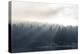 Washington State, Shafts of Morning Light Piercing Fog Make God Rays Through Trees-Trish Drury-Premier Image Canvas
