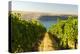 Washington State, Tri-Cities. the Benches Vineyards-Richard Duval-Premier Image Canvas