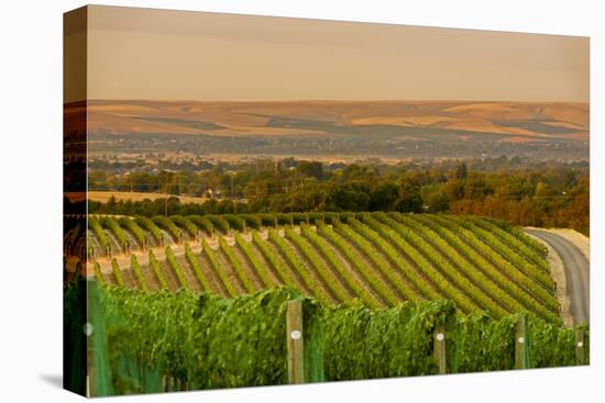 Washington State, Walla Walla. Dusk on a Vineyard-Richard Duval-Premier Image Canvas