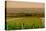 Washington State, Walla Walla. Dusk on a Vineyard-Richard Duval-Premier Image Canvas