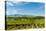 Washington State, Walla Walla. Vineyard in Walla Walla-Richard Duval-Premier Image Canvas