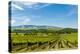 Washington State, Walla Walla. Vineyard in Walla Walla-Richard Duval-Premier Image Canvas