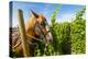 Washington State, Walla Walla. Vineyard That Tills the Soil with Horsepower-Richard Duval-Premier Image Canvas