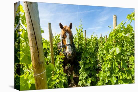 Washington State, Walla Walla. Vineyard That Tills the Soil with Horsepower-Richard Duval-Premier Image Canvas