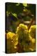 Washington State, Yakima Valley. Chardonnay Grapes-Richard Duval-Premier Image Canvas