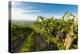 Washington State, Yakima Valley. Grenache Grapes-Richard Duval-Premier Image Canvas