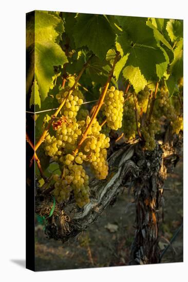 Washington State, Yakima Valley. Harvest in a Vineyard-Richard Duval-Premier Image Canvas