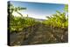 Washington State, Yakima Valley. Harvest in a Vineyard-Richard Duval-Premier Image Canvas