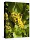 Washington State, Yakima Valley. Marsanne Grapes in a Vineyard-Richard Duval-Premier Image Canvas