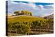 Washington State, Yakima Valley. Vineyard and Winery in Yakima Valley-Richard Duval-Premier Image Canvas