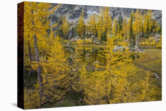 Washington, Subalpine Larch at a Tarn Near Horseshoe Lake, Alpine Lakes Wilderness-Gary Luhm-Premier Image Canvas