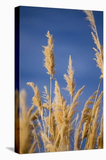 Washington, Walla Walla. Mcnary NWR, Ravenna Grass-Brent Bergherm-Premier Image Canvas