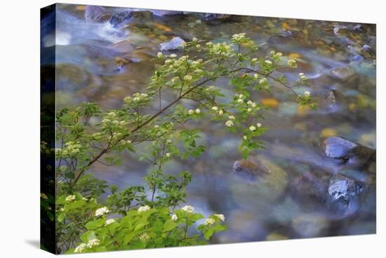 Washington, Wenatchee NF. Red Osier Dogwood over Teanaway River-Don Paulson-Premier Image Canvas