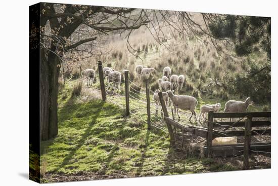 Washington, Whitman County, the Palouse, Lacrosse, Pioneer Stock Farm, Sheep and Spring Lambs-Alison Jones-Premier Image Canvas