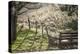 Washington, Whitman County, the Palouse, Lacrosse, Pioneer Stock Farm, Sheep and Spring Lambs-Alison Jones-Premier Image Canvas