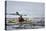 Washington, Woman Sea Kayaker-Gary Luhm-Premier Image Canvas