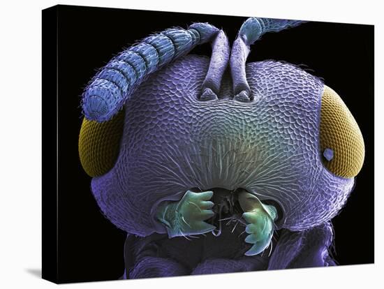 Wasp Head, SEM-Steve Gschmeissner-Premier Image Canvas