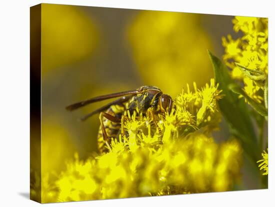 Wasp on a flower-Michael Scheufler-Premier Image Canvas