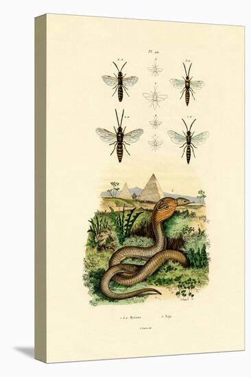 Wasps, 1833-39-null-Premier Image Canvas