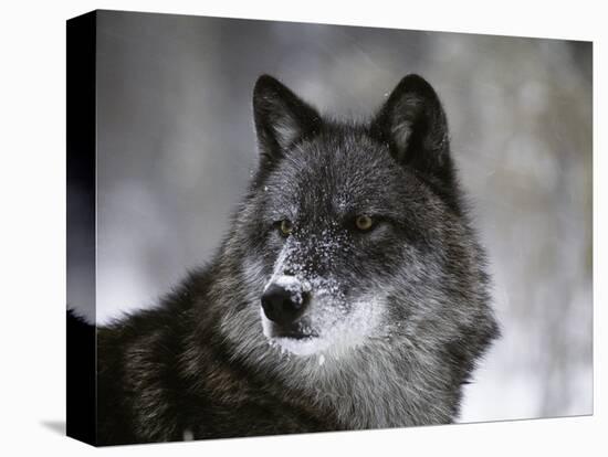 Watchful 1-Art Wolfe-Premier Image Canvas
