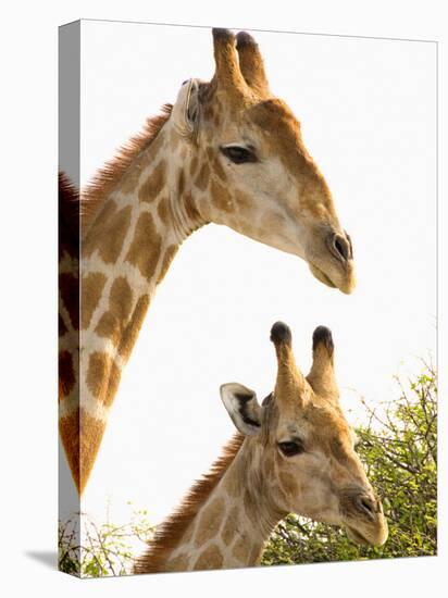 Watchful Giraffes at Namutoni Resort, Namibia-Joe Restuccia III-Premier Image Canvas