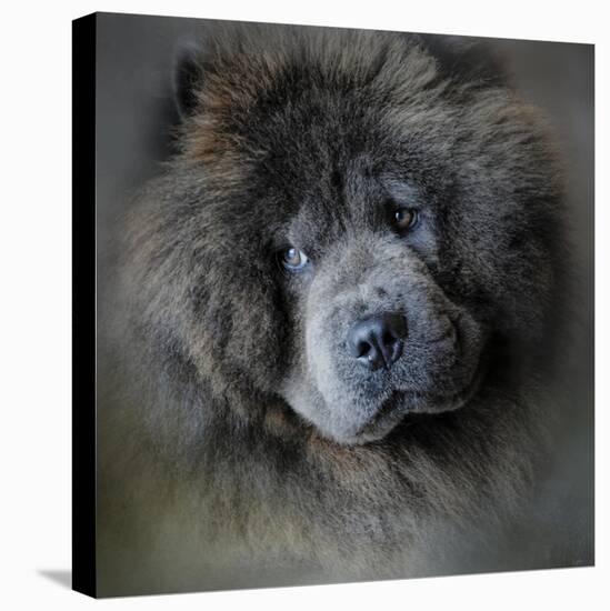 Watching Master Blue Chow Chow-Jai Johnson-Premier Image Canvas