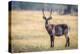 Water Buck, Okavango Delta, Botswana, Africa-Karen Deakin-Premier Image Canvas