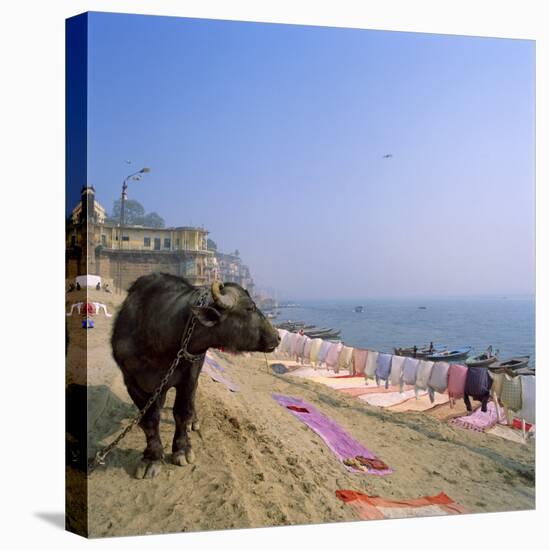 Water Buffalo and Drying Washing on the Banks of the Ganges, Varanasi, Uttar Pradesh State, India-Tony Gervis-Premier Image Canvas