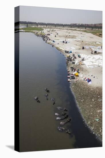 Water Buffalo Drinking from the Yamuna River-Roberto Moiola-Premier Image Canvas