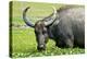 Water Buffalo Grazes in a Rice Paddy, Pui O, Lantau Island, Hong Kong-Richard Wright-Premier Image Canvas