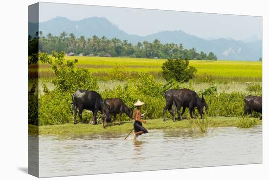 Water buffalo on the shore of Kaladan River, between Mrauk-U and Sittwe, Rakhine State, Myanmar-Keren Su-Premier Image Canvas