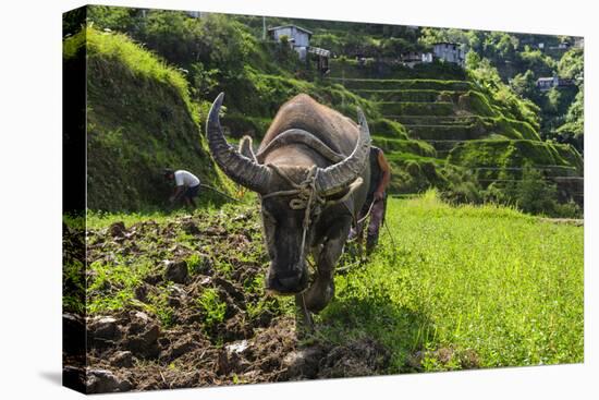 Water Buffalo Plowing Through the Rice Terraces of Banaue, Northern Luzon, Philippines-Michael Runkel-Premier Image Canvas