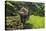 Water Buffalo Plowing Through the Rice Terraces of Banaue, Northern Luzon, Philippines-Michael Runkel-Premier Image Canvas