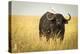 Water Buffalo with Bird in the Veldt of the Maasai Mara, Kenya-Axel Brunst-Premier Image Canvas