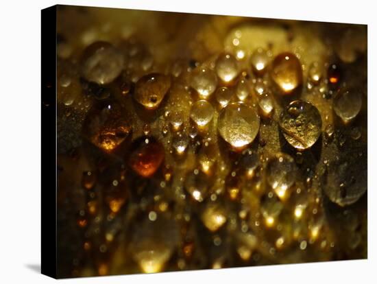 Water Droplets-null-Premier Image Canvas