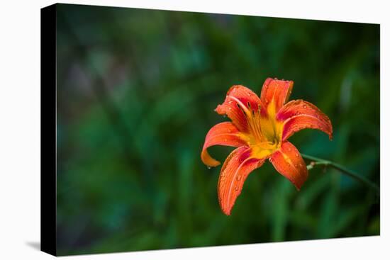 Water drops on Tiger lily flower-null-Premier Image Canvas