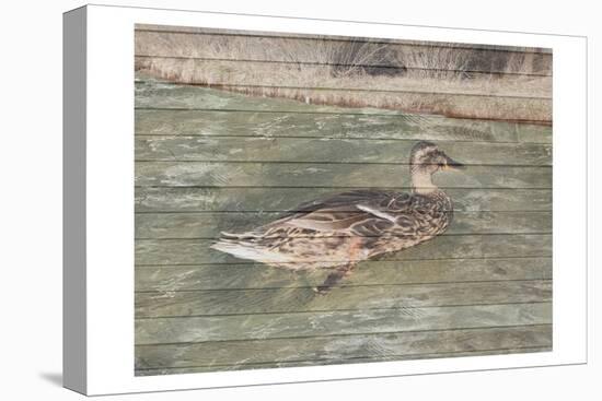 Water Duck-Sheldon Lewis-Stretched Canvas