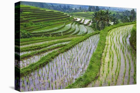 Water-Filled Rice Terraces, Bali Island, Indonesia-Keren Su-Premier Image Canvas